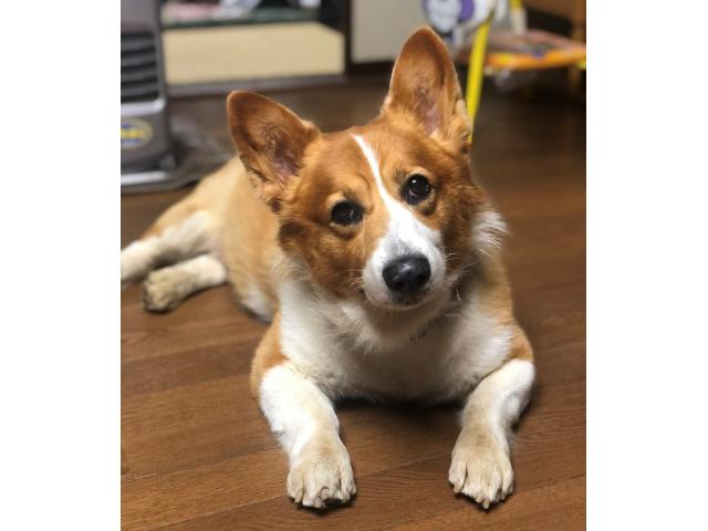 dispPetName($row['pet_name'])