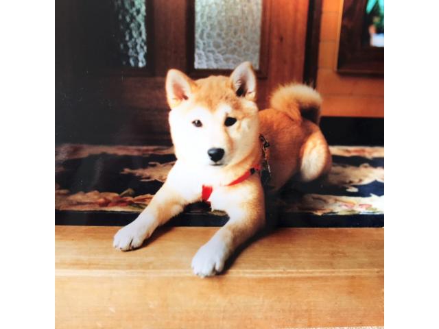 dispPetName($row['pet_name'])