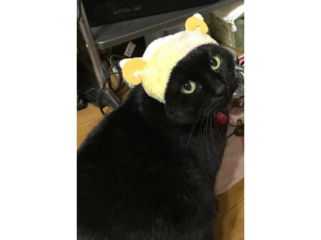 dispPetName($row['pet_name'])