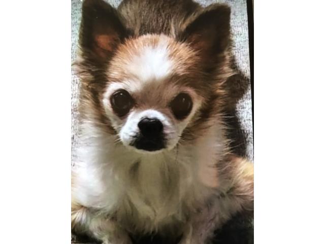 dispPetName($row['pet_name'])