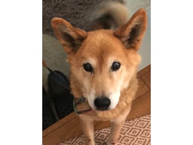 dispPetName($row['pet_name'])
