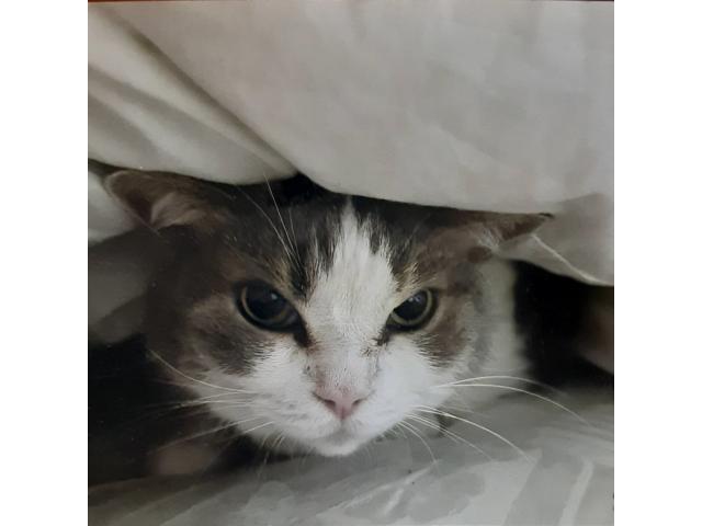 dispPetName($row['pet_name'])