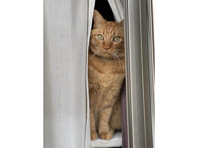 dispPetName($row['pet_name'])