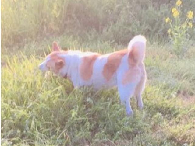 dispPetName($row['pet_name'])