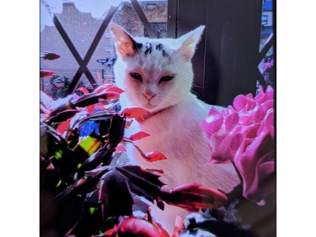 dispPetName($row['pet_name'])