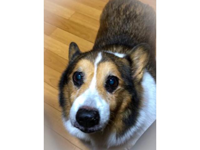 dispPetName($row['pet_name'])