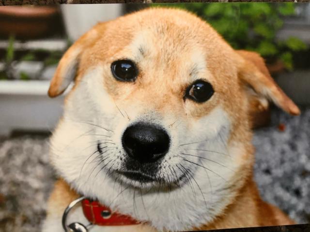 dispPetName($row['pet_name'])