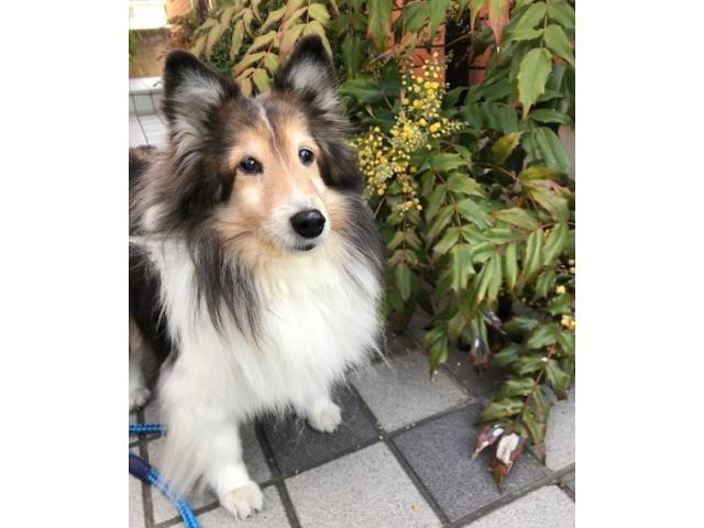 dispPetName($row['pet_name'])