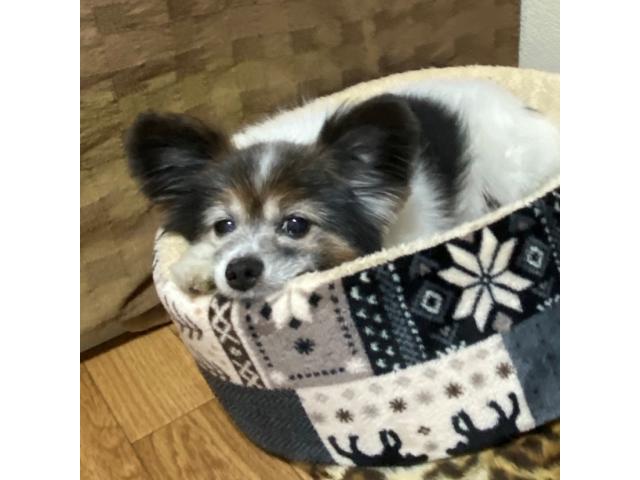 dispPetName($row['pet_name'])