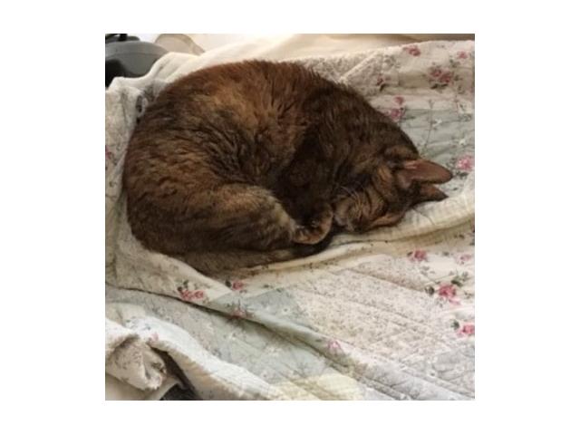 dispPetName($row['pet_name'])