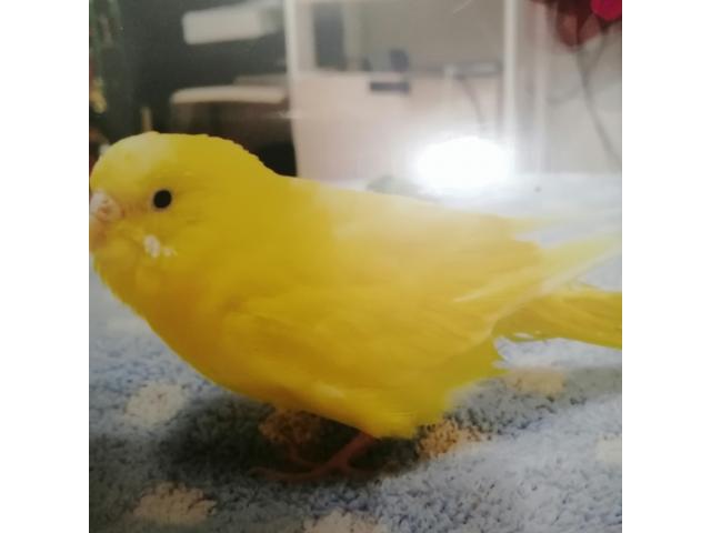 dispPetName($row['pet_name'])