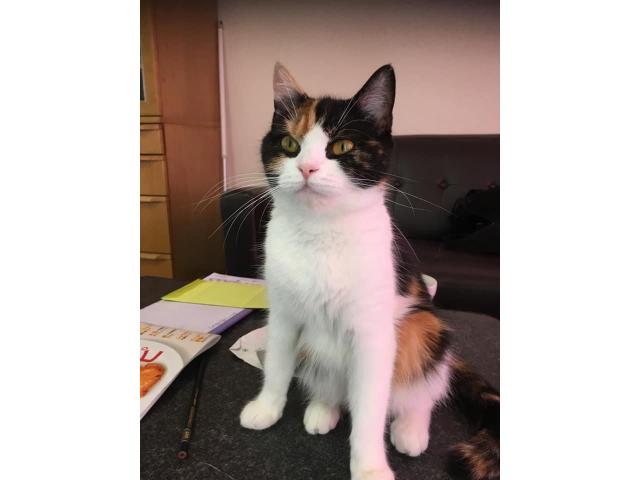 dispPetName($row['pet_name'])