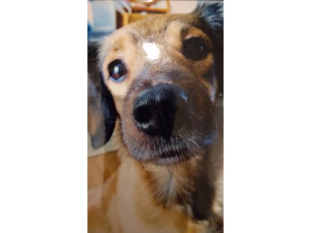 dispPetName($row['pet_name'])