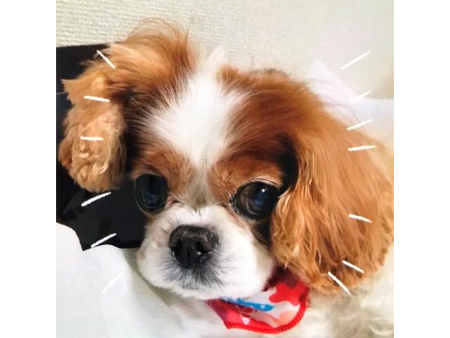dispPetName($row['pet_name'])