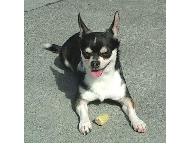 dispPetName($row['pet_name'])