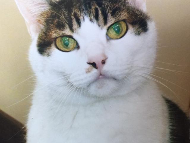 dispPetName($row['pet_name'])
