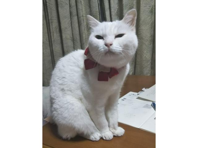 dispPetName($row['pet_name'])