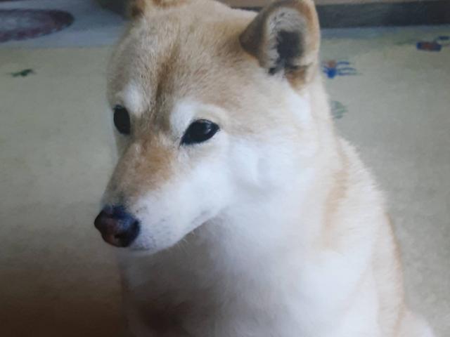 dispPetName($row['pet_name'])