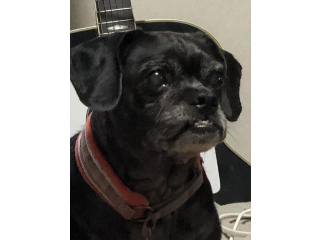 dispPetName($row['pet_name'])