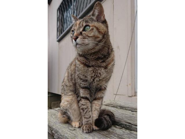 dispPetName($row['pet_name'])
