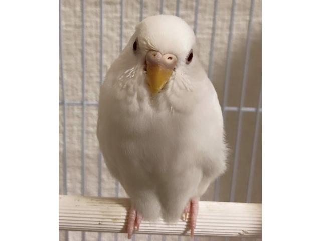dispPetName($row['pet_name'])
