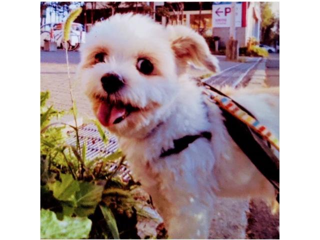 dispPetName($row['pet_name'])
