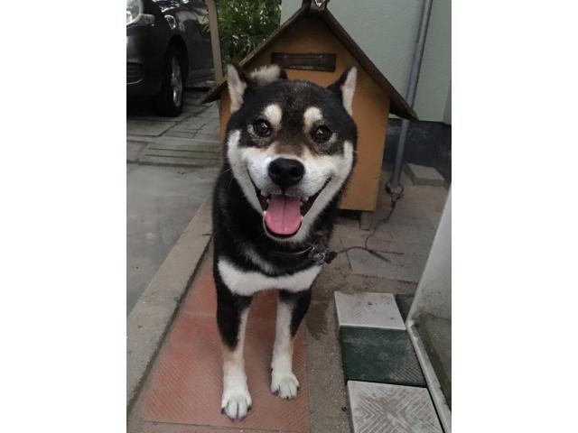 dispPetName($row['pet_name'])