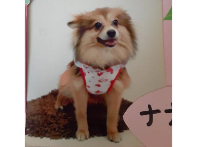 dispPetName($row['pet_name'])