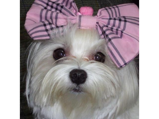 dispPetName($row['pet_name'])