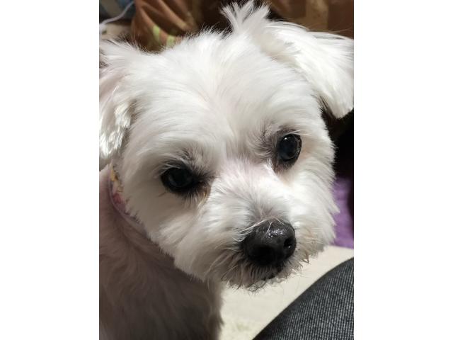 dispPetName($row['pet_name'])
