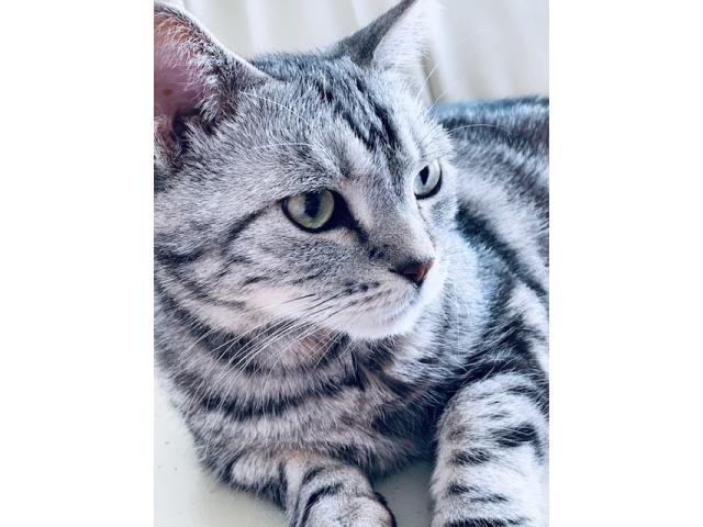 dispPetName($row['pet_name'])