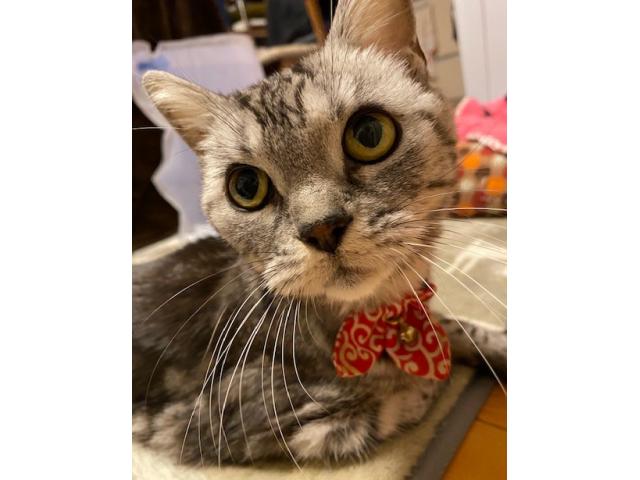 dispPetName($row['pet_name'])