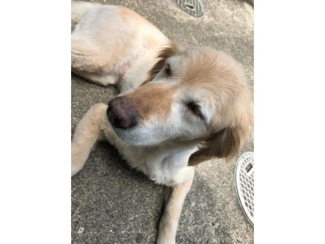 dispPetName($row['pet_name'])