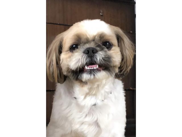 dispPetName($row['pet_name'])