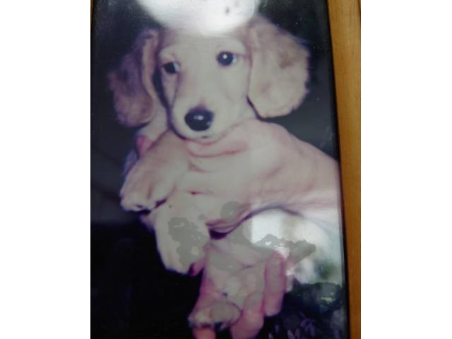 dispPetName($row['pet_name'])