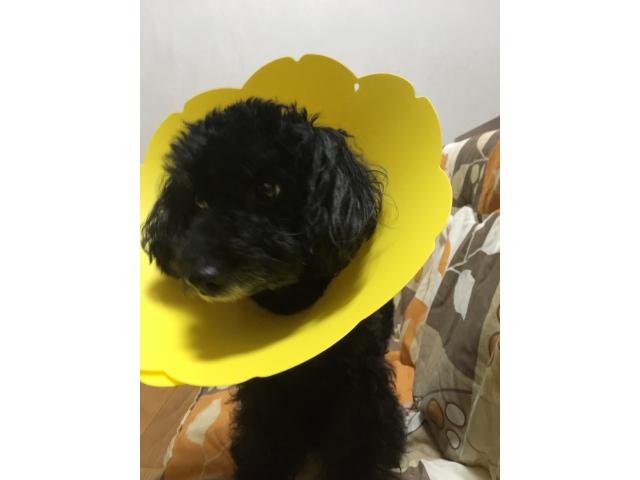 dispPetName($row['pet_name'])