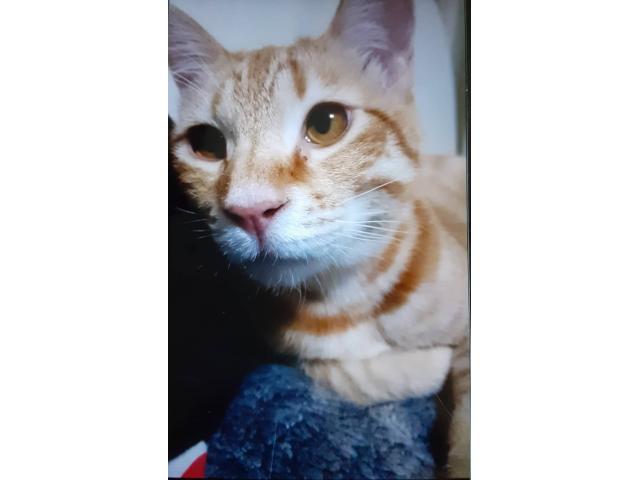 dispPetName($row['pet_name'])