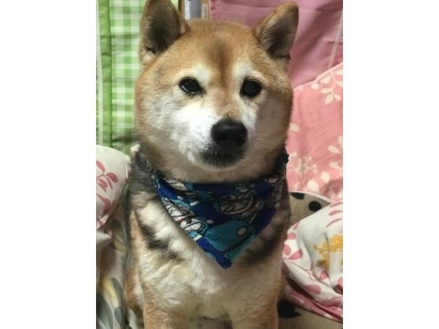 dispPetName($row['pet_name'])