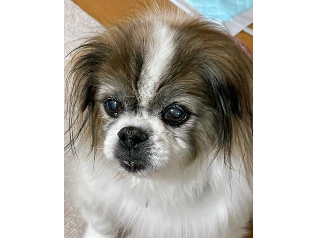 dispPetName($row['pet_name'])