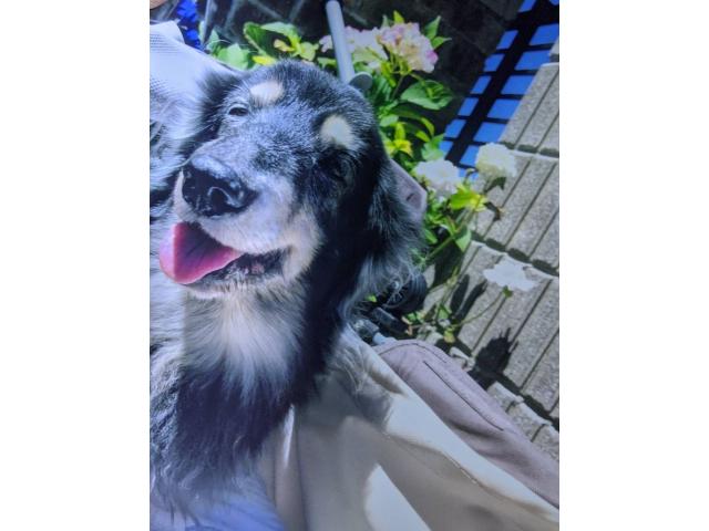 dispPetName($row['pet_name'])