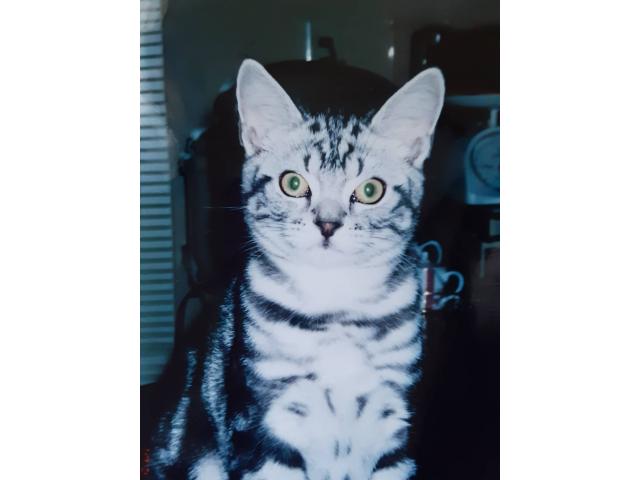 dispPetName($row['pet_name'])