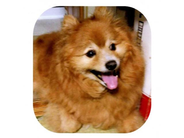 dispPetName($row['pet_name'])