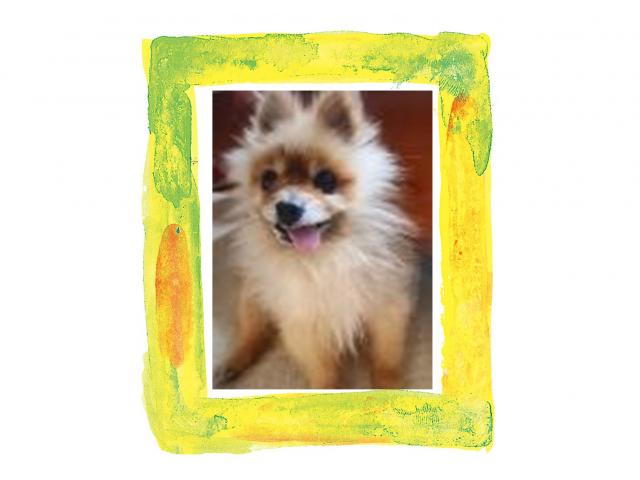 dispPetName($row['pet_name'])
