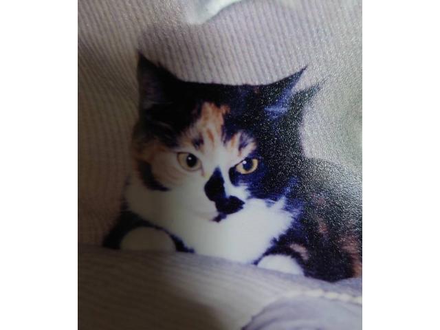 dispPetName($row['pet_name'])