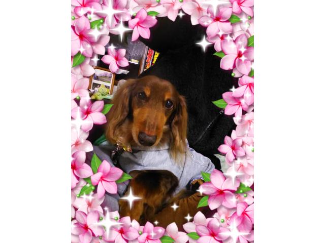 dispPetName($row['pet_name'])