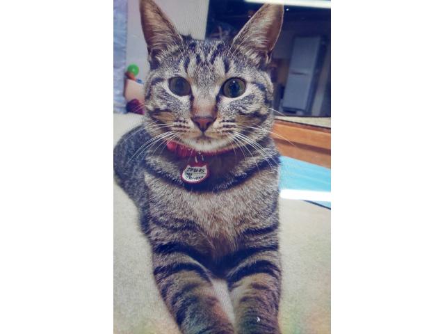 dispPetName($row['pet_name'])
