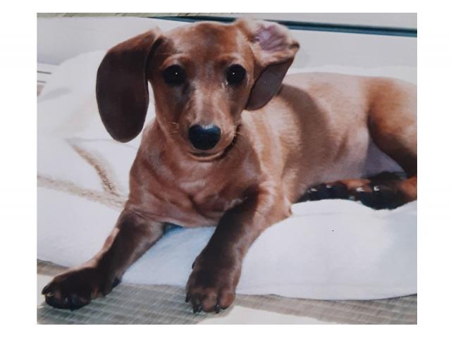 dispPetName($row['pet_name'])