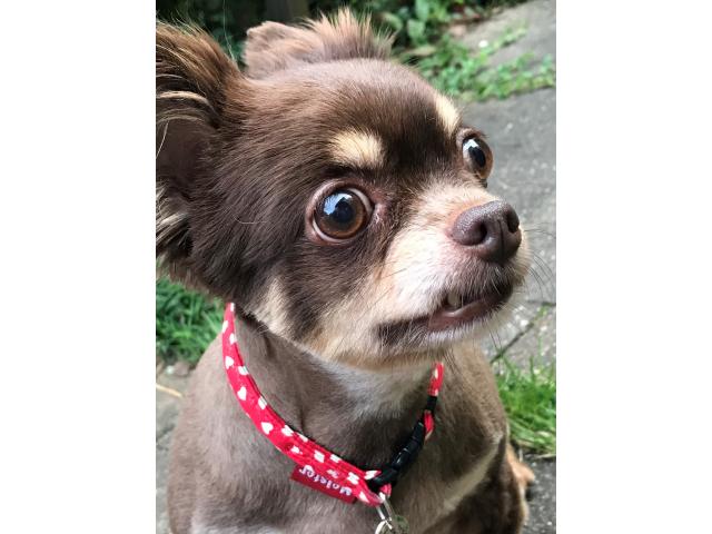 dispPetName($row['pet_name'])