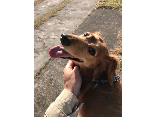 dispPetName($row['pet_name'])
