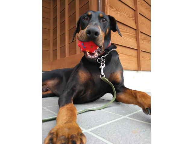 dispPetName($row['pet_name'])